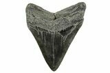 Fossil Megalodon Tooth - South Carolina #365796-1